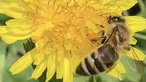 Honeybee on a dandelion 