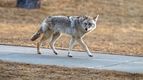 wolf walking on a sidewalk