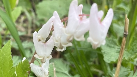 spring wild flowers