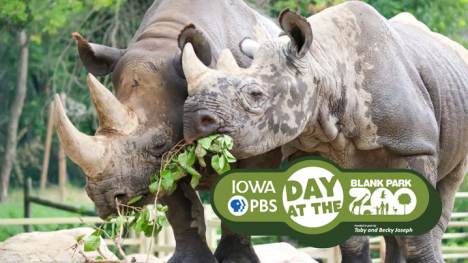Two rhinos eat a leafy plant.