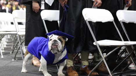A bulldog with a purple graduation cap and gown