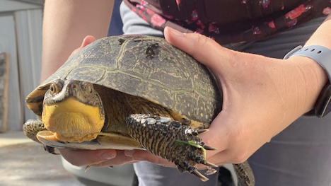 Blanding's turtle being held 