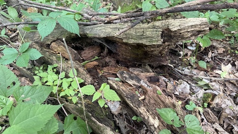 Decaying log on the forest floor