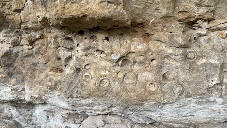 Brown and gray rock with small circle fossils