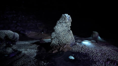 extremophile bacteria glowing under UV light