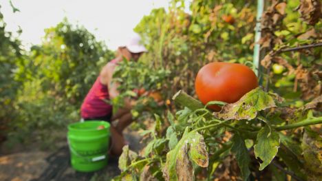 Tomato Plants