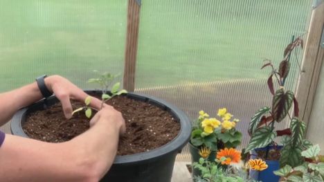 Planting vegetables in a container