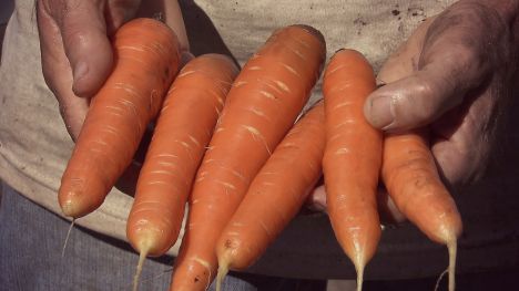 carrots