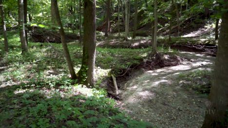 Creek-Woods Trail Loop | Trail-In-A-Minute