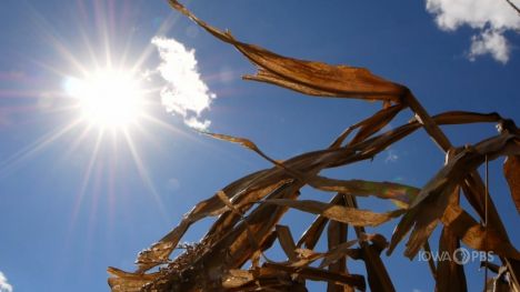 Bright sun and dry corn