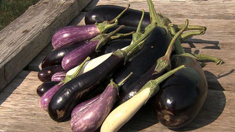 Iowa Ingredient | Eggplant (#205)
