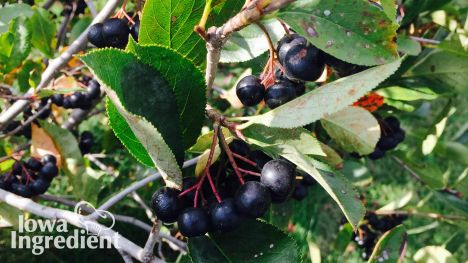 aronia