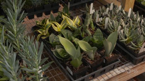 Trays of succulents