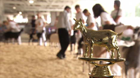 4-H and FFA Dairy Goats