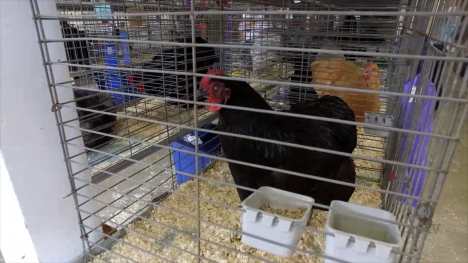 As If you were there...at the fair - Poultry Barn