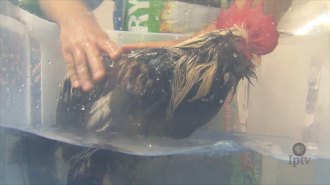 Chicken Washing and Blow Drying