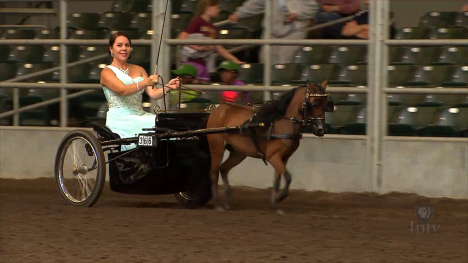 Miniature, Belgian," and Shire Horses"