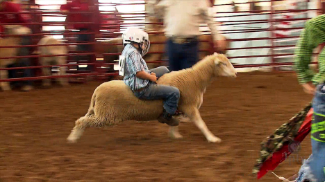 Mutton Bustin'