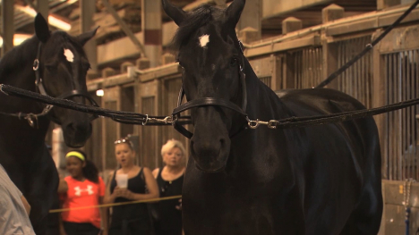 Iowa State Fair Horses