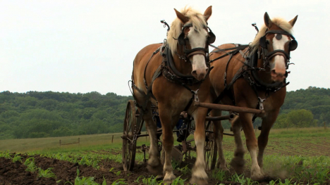 Draft Horses