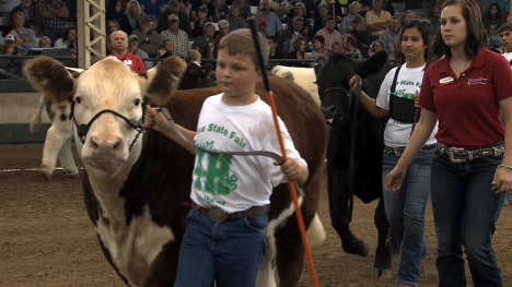 4H Market Steer Show