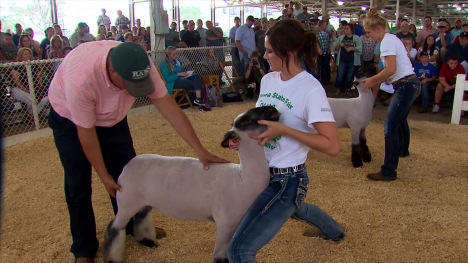 4-H Sheep Show