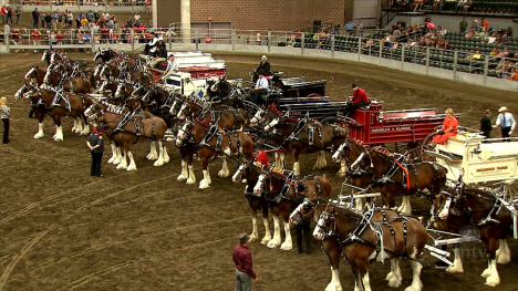 Clydesdales," Percherons and Draft Ponies"