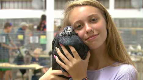 Iowa State Fair Pigeons