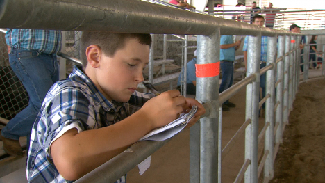 Youth Livestock Judging Contest