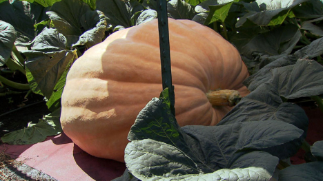 Growing A Giant Pumpkin