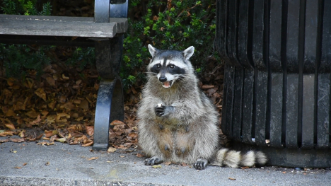 Pets are no longer the primary target when it comes to fighting rabies.