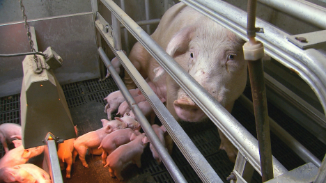 sow in farrowing crate