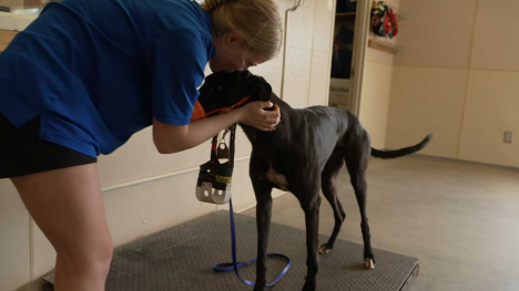 Pet owner kissing dog on the head.