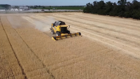 Ukrainian combine harvesting grain.