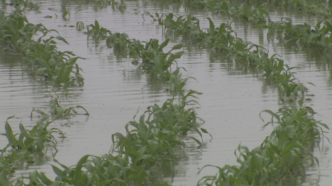 flooded corn