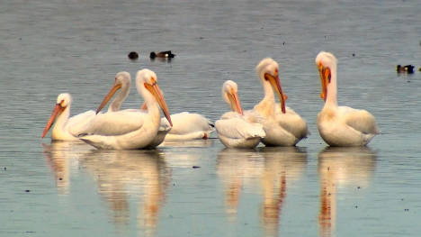 Pelicans on icy water.