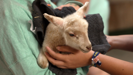 A person holding a baby lamb.