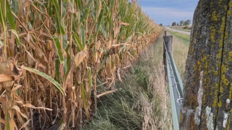 cornfield