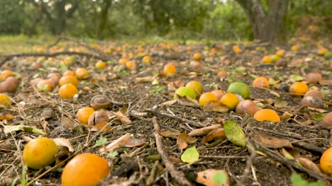 Oranges on the ground.