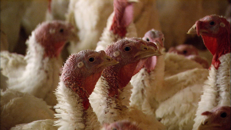 Turkeys are among the most affected this round of high pathogen bird flu, or avian influenza.