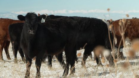 Cattle on the Lowry Ranch on the front range of Colorado