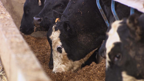 Cattle eating corn silage mixed with alfalfa.