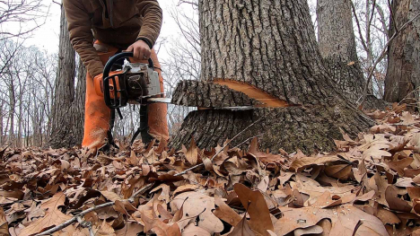 Iowa Lumber Industry at the Crossroads of Commerce and Conservation