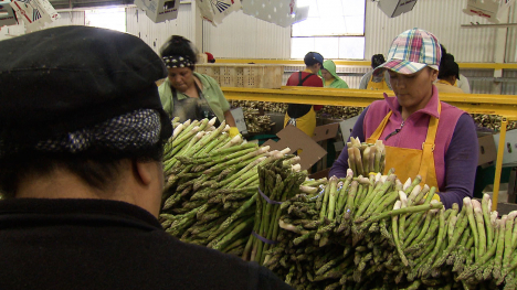 workers sorting asparagus