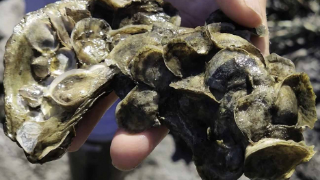 Connecticut oysters growing in Long Island Sound