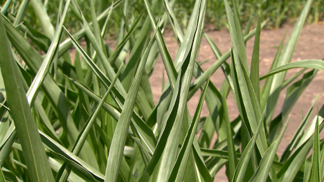 corn stalks