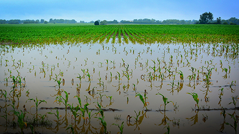 A flooded cornfield.