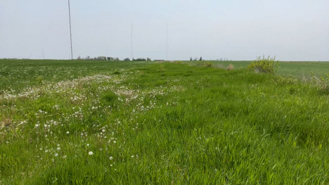 A grassy, green field.