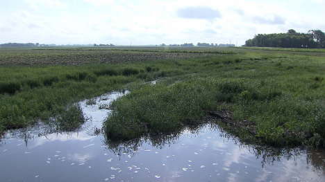 wetland