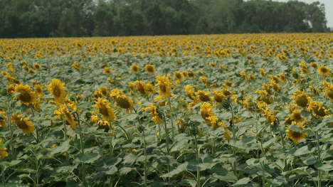 A field of sunflowers.